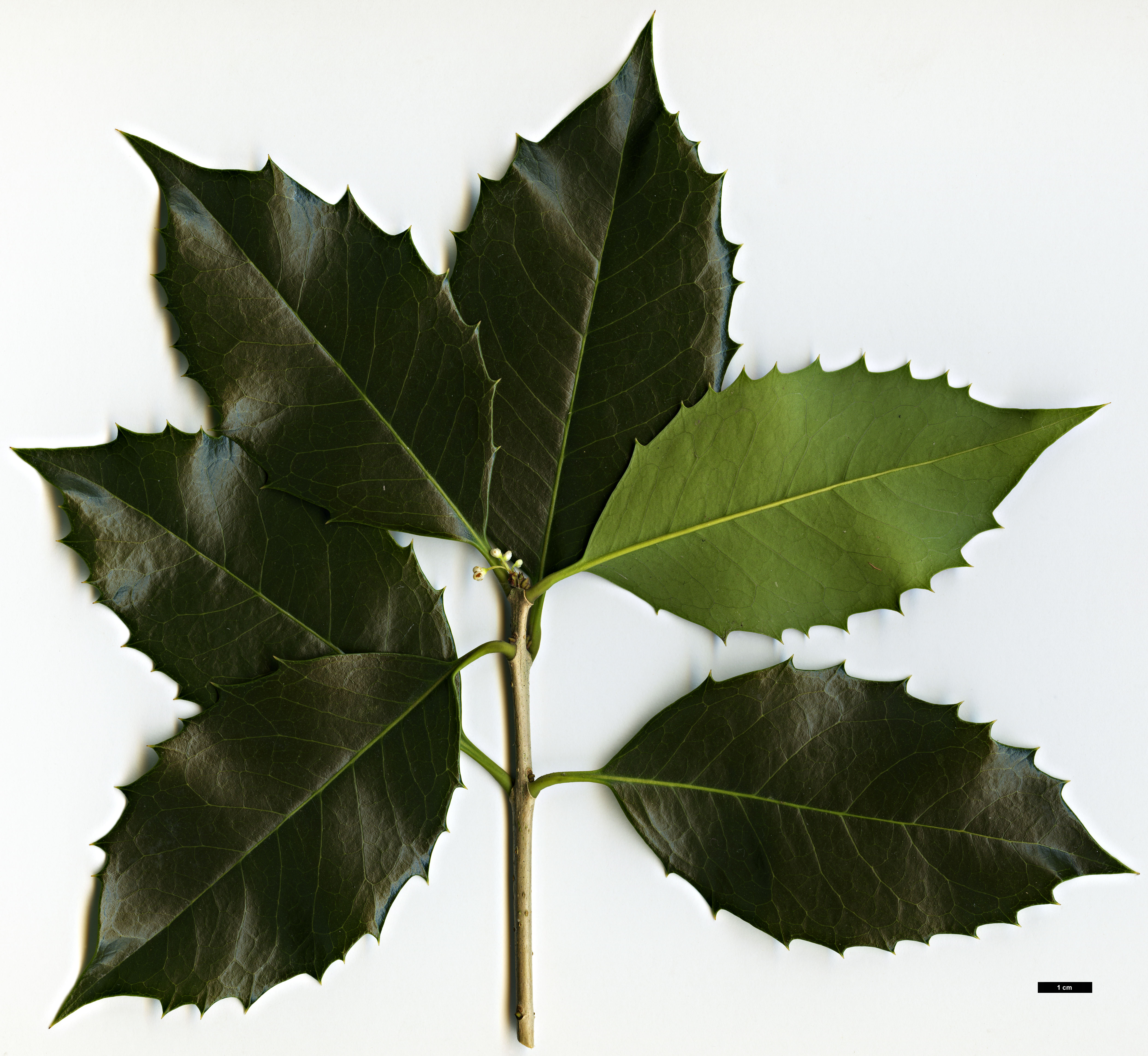 High resolution image: Family: Oleaceae - Genus: Osmanthus - Taxon: ×fortunei (O.fragrans × O.heterophyllus)